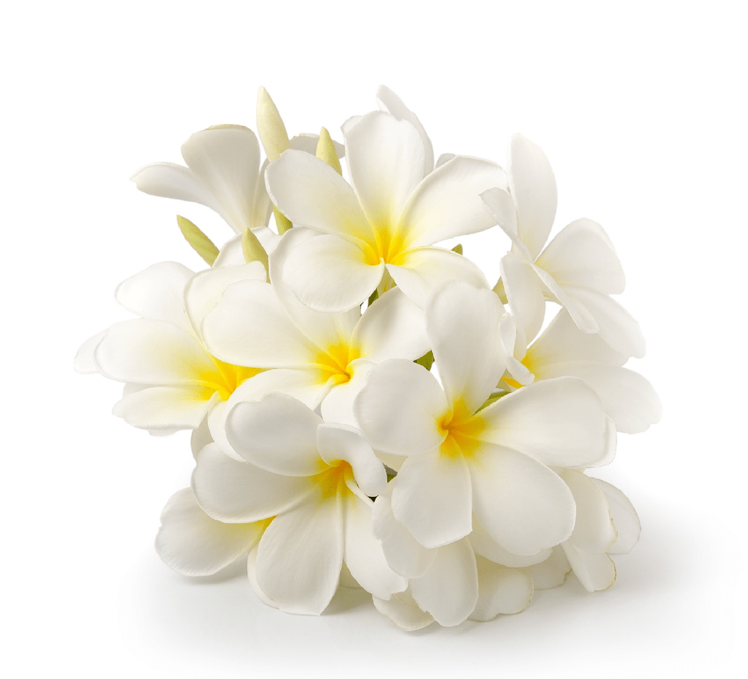 Jasmin — المواد التي يقوم عليها التركيب