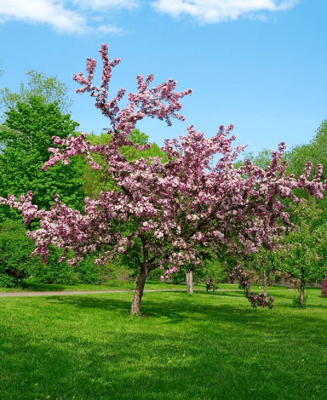Lilac Last — the materials behind the accord
