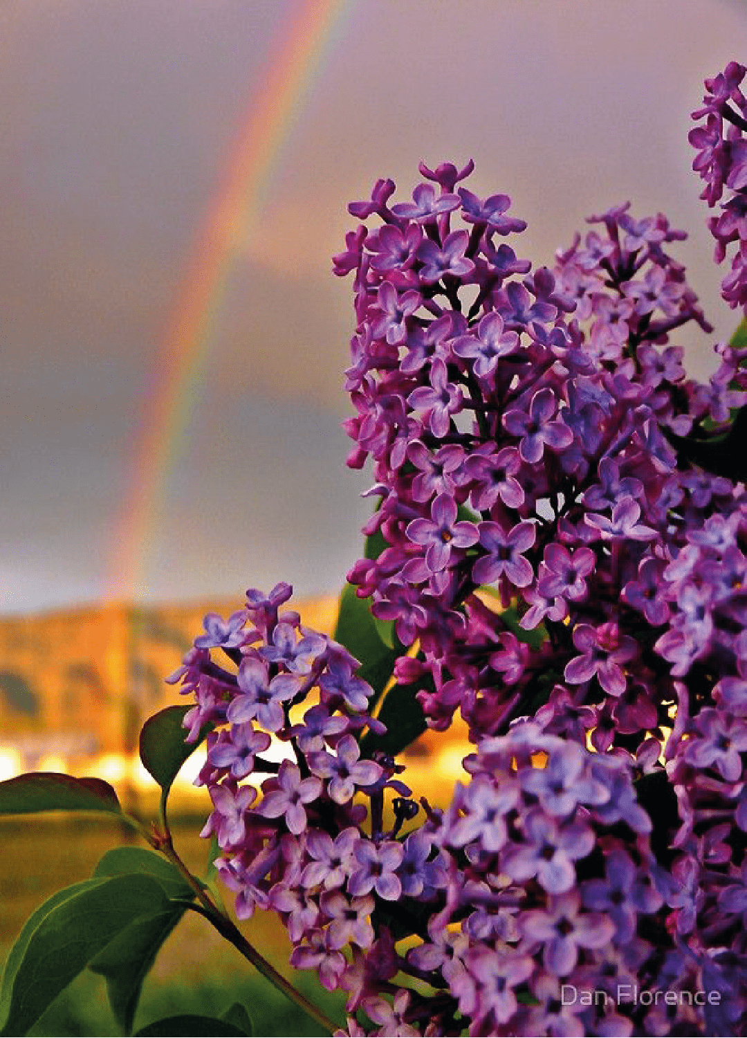 Lilac Usdc — المواد التي يقوم عليها التركيب