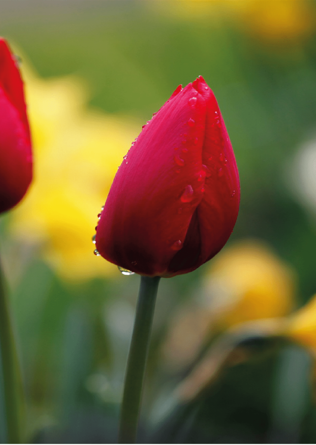 Tulip — المواد التي يقوم عليها التركيب