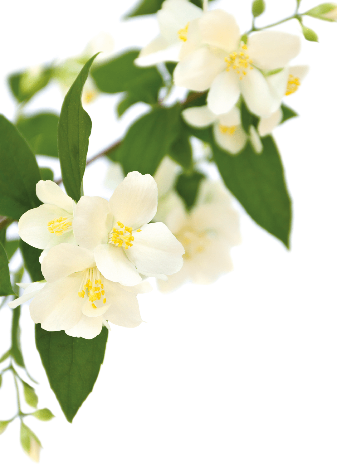 White Beauty — المواد التي يقوم عليها التركيب