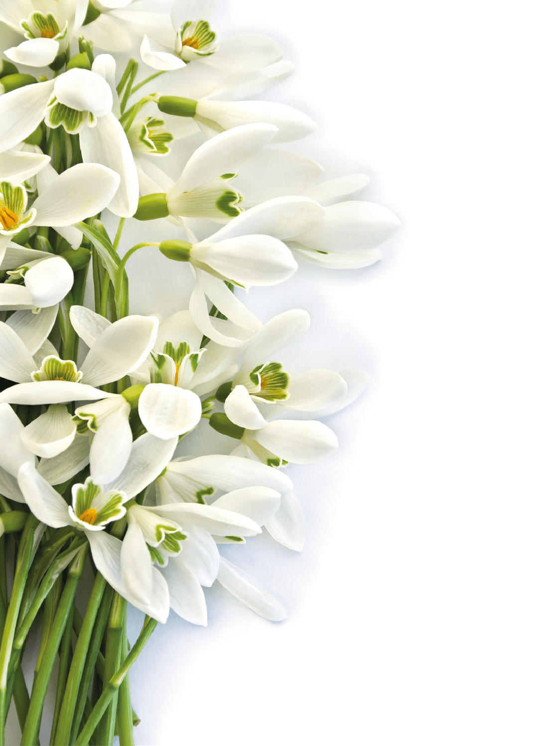 White Blossom — المواد التي يقوم عليها التركيب